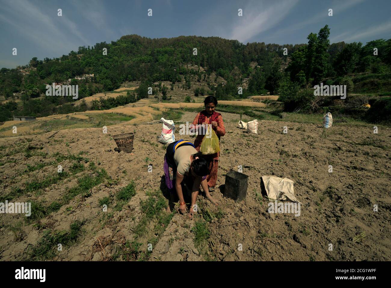 Donne che raccolgono patate in un campo agricolo alla periferia di Bhaktapur, Nepal. Foto Stock