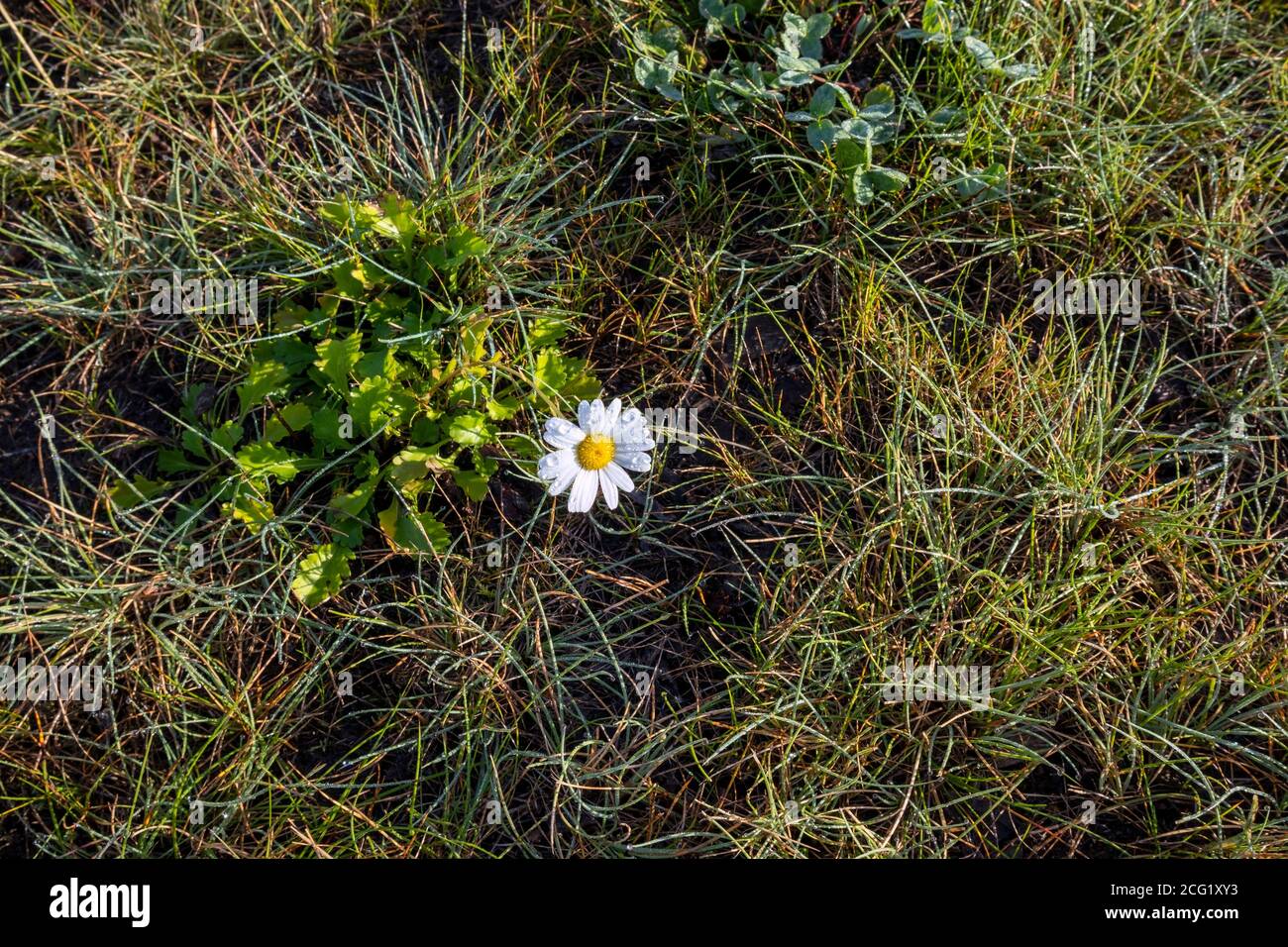 Leucanthemum vulgare, bue-eye daisy flower Foto Stock