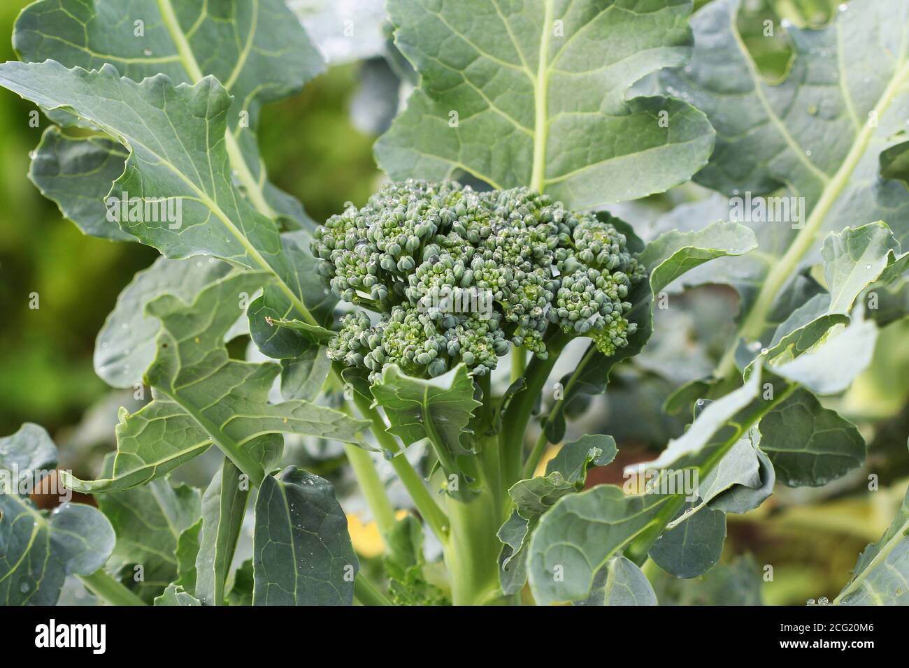 Giovani broccoli che crescono sul letto vegetale Foto Stock