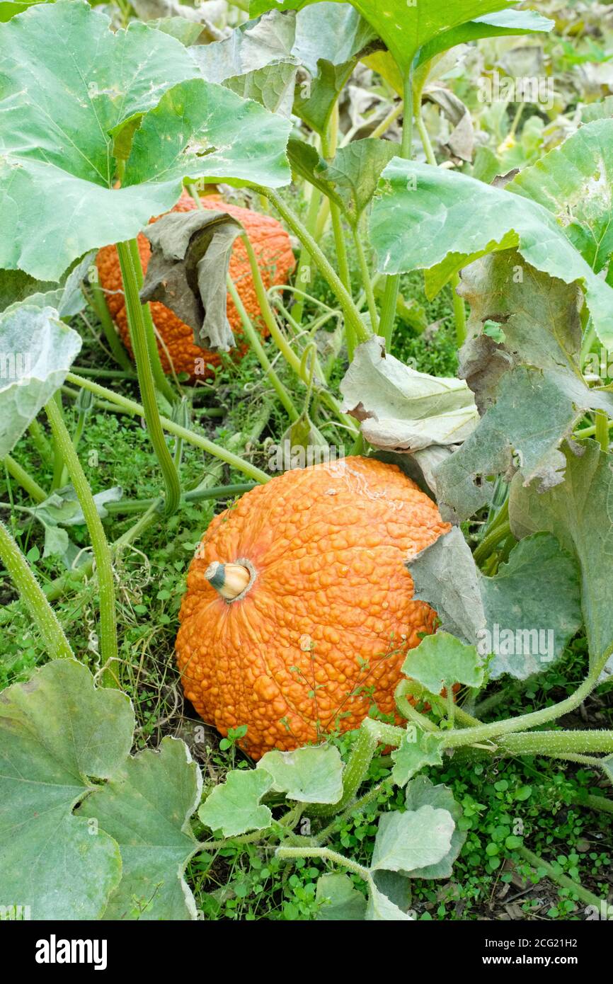 Pelle sconnessa, spessa, rosso-arancione di zucca "Red Warty Thing". Cucurbita maxima "Red Warty Thing". 'Red Warty Thing' squash crescente Foto Stock