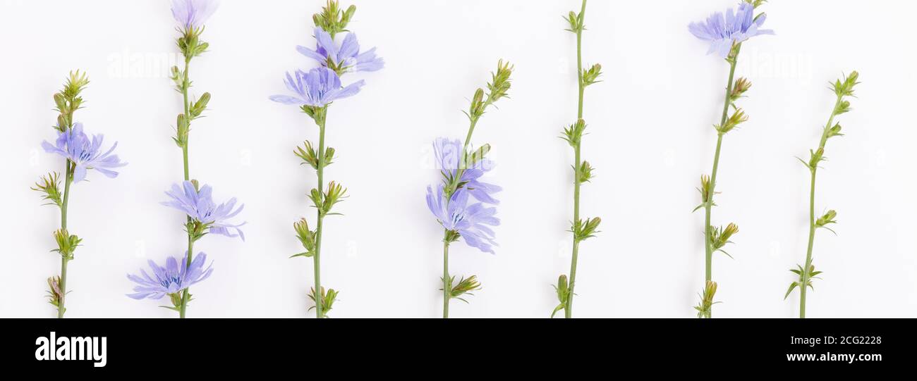 Cichorium intybus - cicoria comune fiori isolati su sfondo bianco Foto Stock