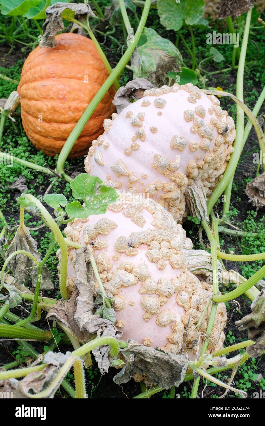 Warted Sugar Marrow, Courge Brodee Galeuse, e zucca di arachidi, zucca 'Galeux d' Eysines'. Zucca 'Galeux d' Eysines'. Cucurbita maxima Foto Stock