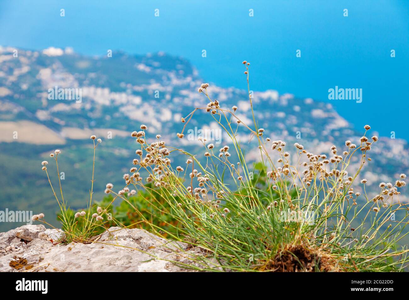Vista ravvicinata delle piante di montagna ai-Petri Crimea Foto Stock