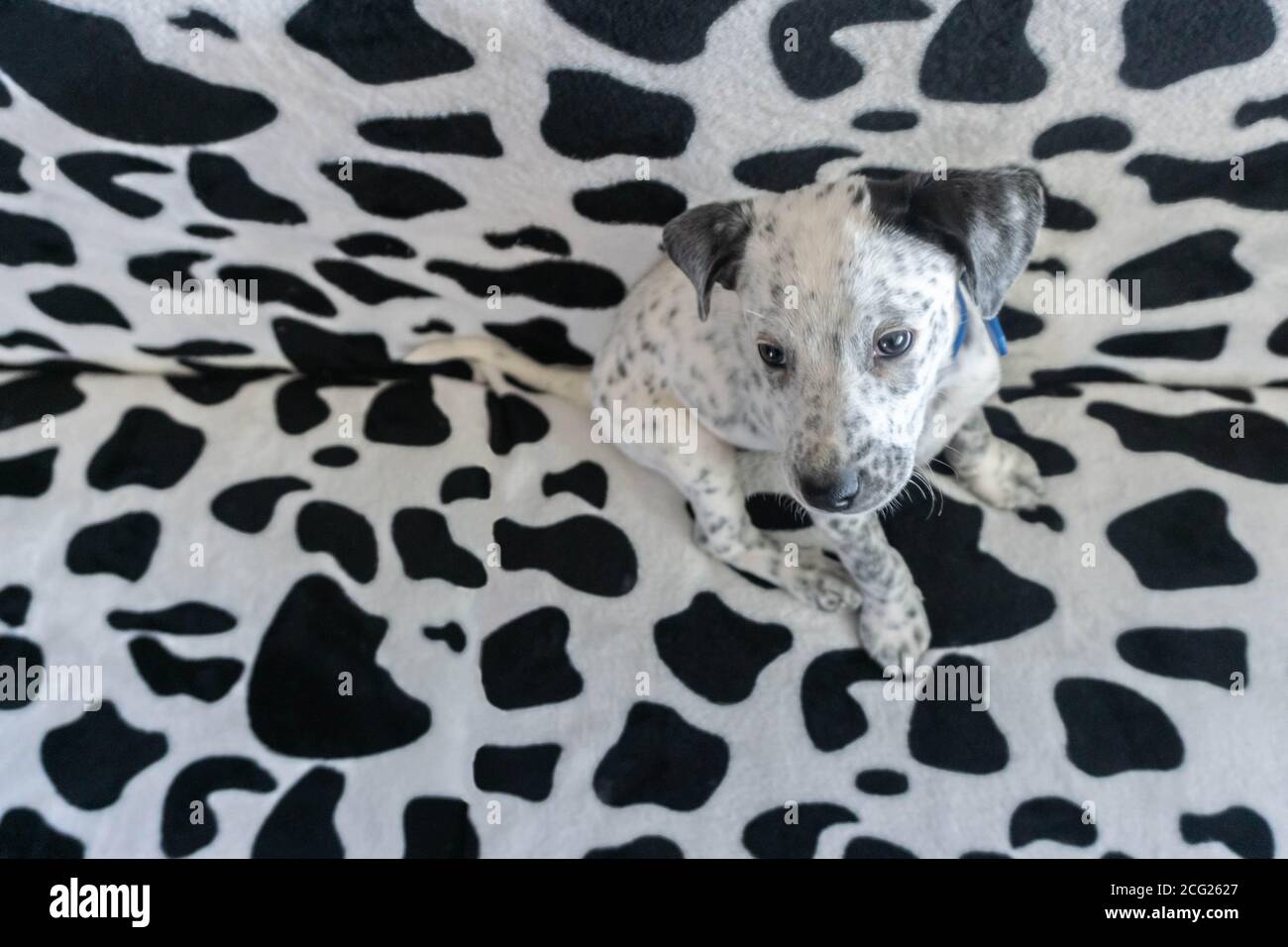 Giovane dalmata mista seduto sul divano dalmata modello. Puppy spotty che fonde camouflage motivo di sfondo divano. Fuoco selettivo sulla testa del cane Foto Stock