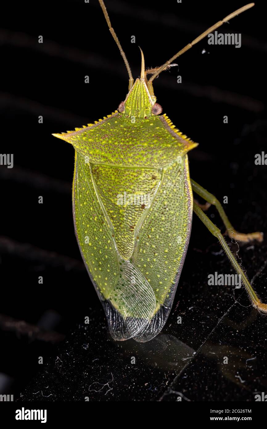 Stink Bug del genere Loxa Foto Stock