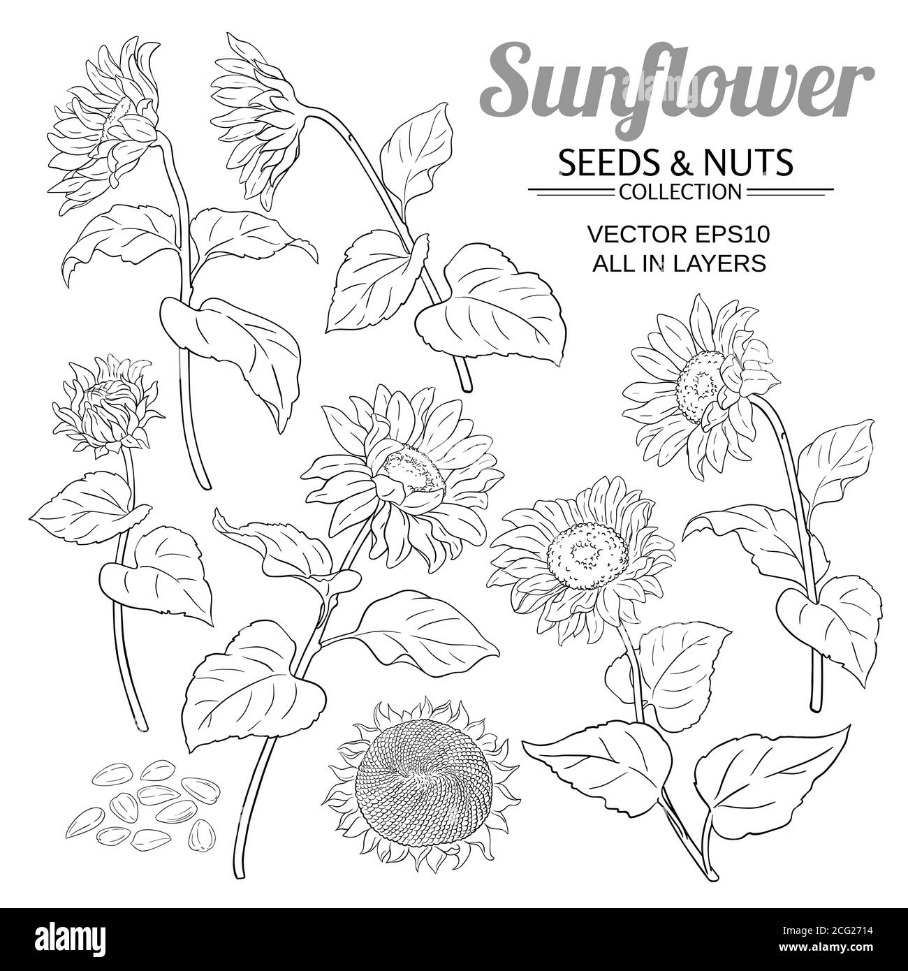 set vettoriale girasole Illustrazione Vettoriale