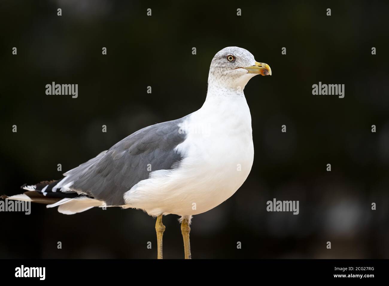 Seagull con sfondo nero guarda in lontananza Foto Stock