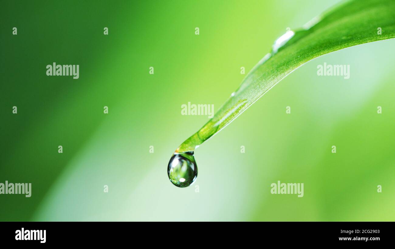 Caduta dell'acqua dalla foglia, scatto super macro con sfondo sfocato. Spa fresca e concetto di benessere con spazio libero per il testo. Foto Stock
