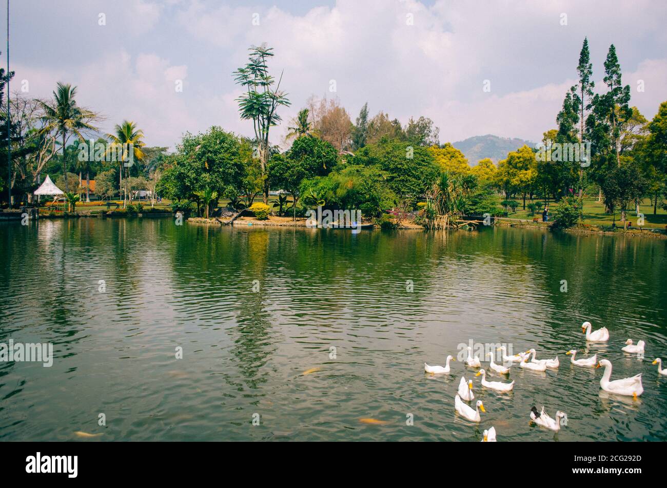 Bogor, Indonesia - una vista del parco a tema floreale Taman Bunga Nusantara in un pomeriggio nuvoloso con una vista su un lago d'acqua verde e anatre bianche e. Foto Stock