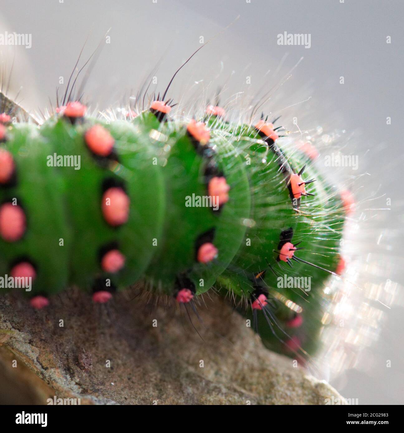 Imperatore Moth caterpillar Foto Stock