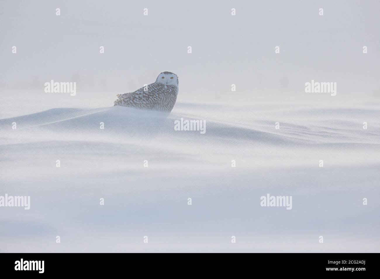 Pulo di neve (Bubbo scandiacus), Ontario, Canada Foto Stock