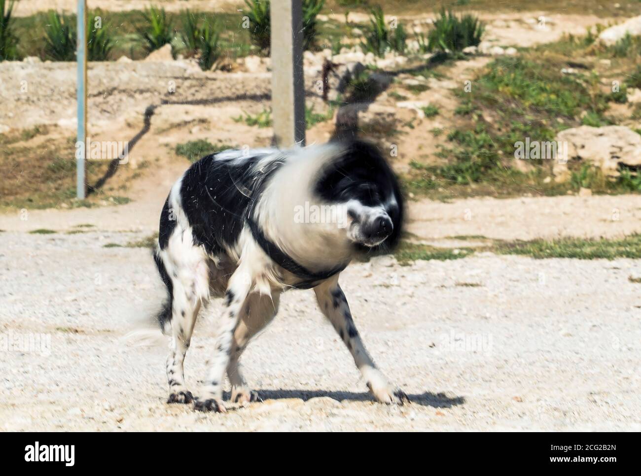 Un cane bagnato scuote via l'acqua dopo il nuoto in il mare Foto Stock
