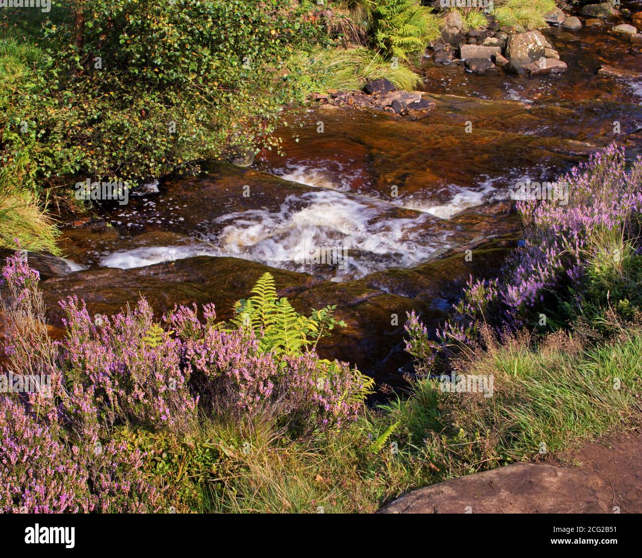 Riscaldatore che cresce sulla riva del fiume del sud Dean Beck, nel paese di Bronte, Yorkshire, Regno Unito Foto Stock