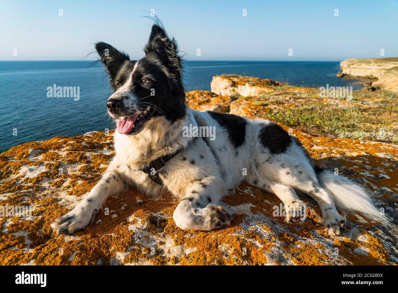Un cane bianco e nero giace con la sua zampa rimboccata il bordo di una costa rocciosa del mare Foto Stock