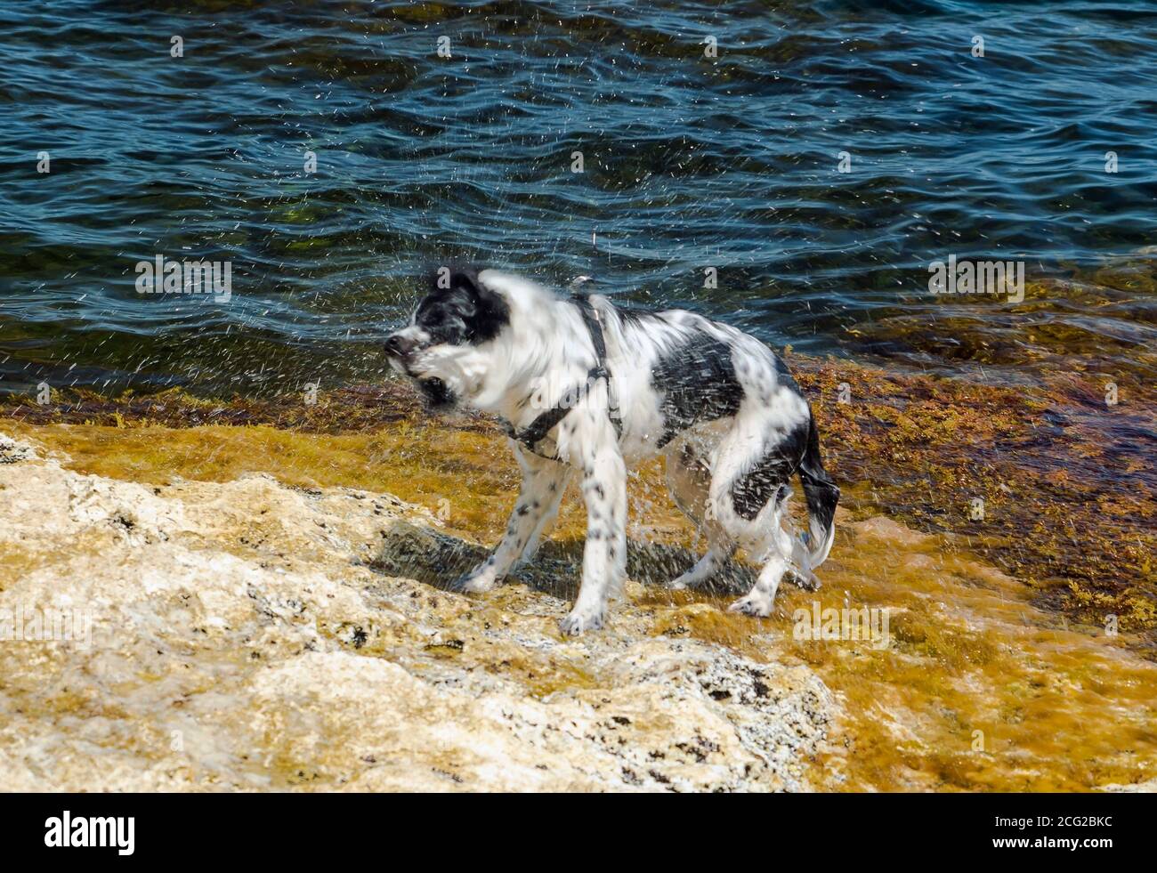 Un cane bagnato scuote via l'acqua dopo il nuoto in il mare Foto Stock