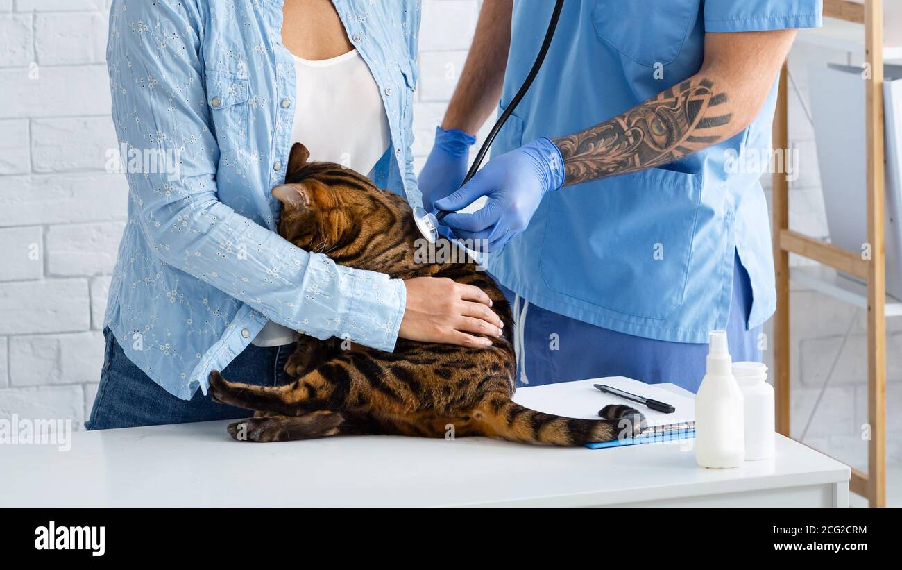 Irriconoscibile veterinario medico che ascolta il battito cardiaco del gatto carino in clinica animale, closeup Foto Stock