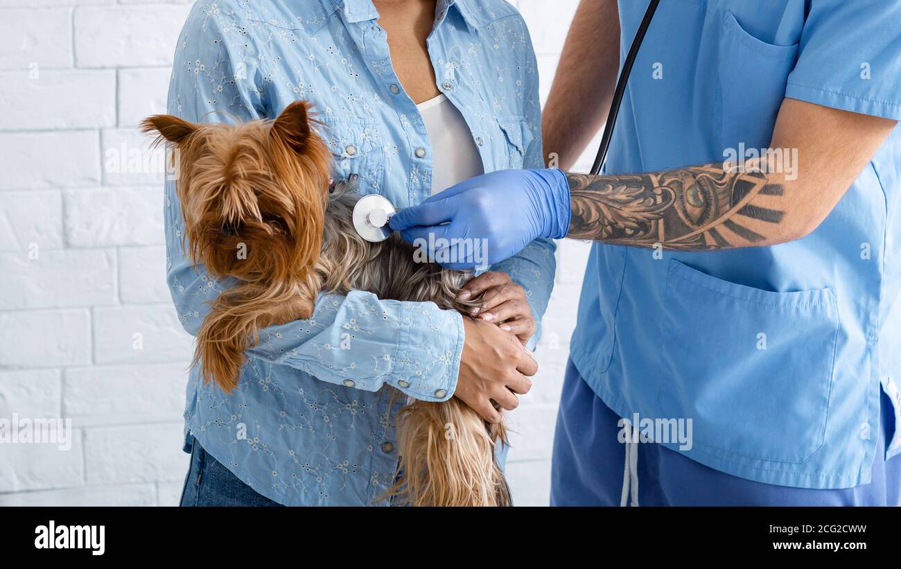 Proprietario di animale domestico con il cane piccolo adorabile sul controllo veterinario a. clinica animale Foto Stock