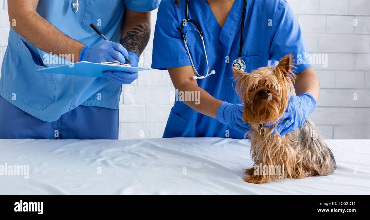 Vet medico e infermiere che esamina Yorkshire terrier cane in clinica animale, closeup Foto Stock