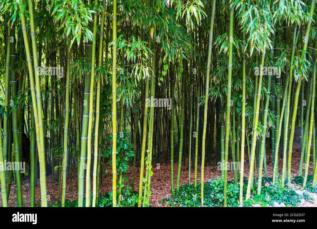 Boschetto di bambù. Frammento con tronchi e foglie di alberi giovani Foto Stock