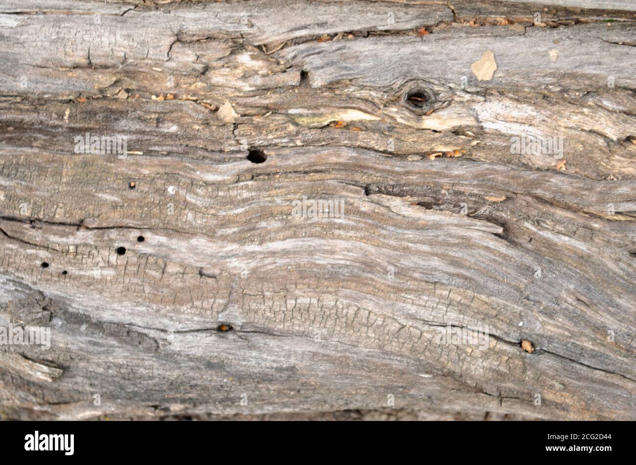 Vecchio pannello di legno bianco. Struttura in legno naturale. Elemento per la progettazione. Sfondo naturale. Foto Stock
