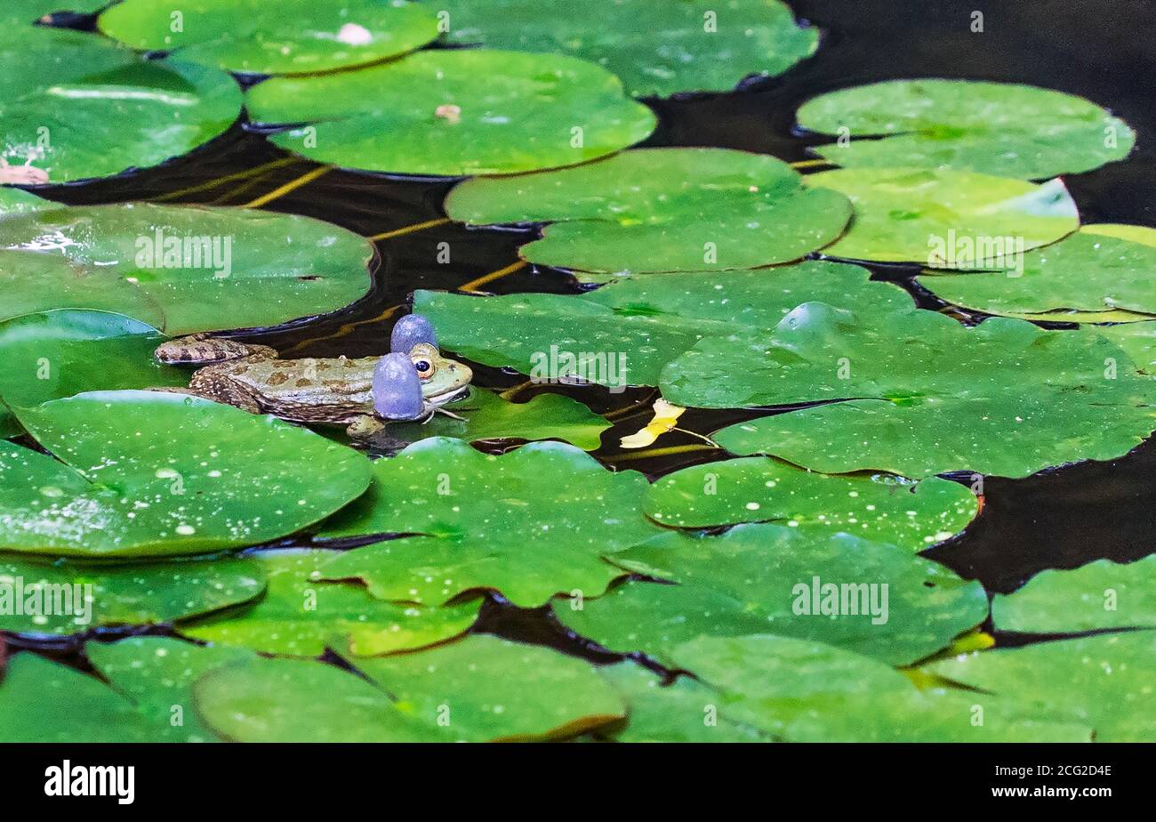 Accovacciare rana di lago maschio Pelophylax ridibundus tra le foglie di ninfee Foto Stock