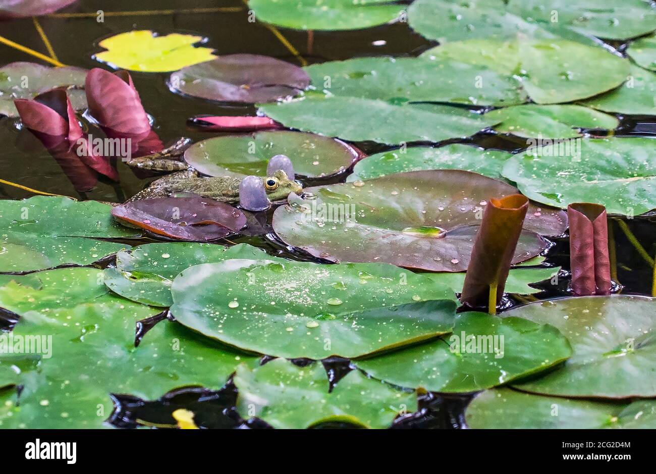 Accovacciare rana di lago maschio Pelophylax ridibundus tra le foglie di ninfee Foto Stock