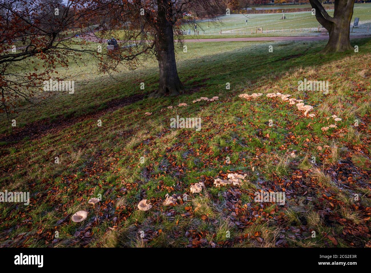 Un anello fata di funghi Foto Stock