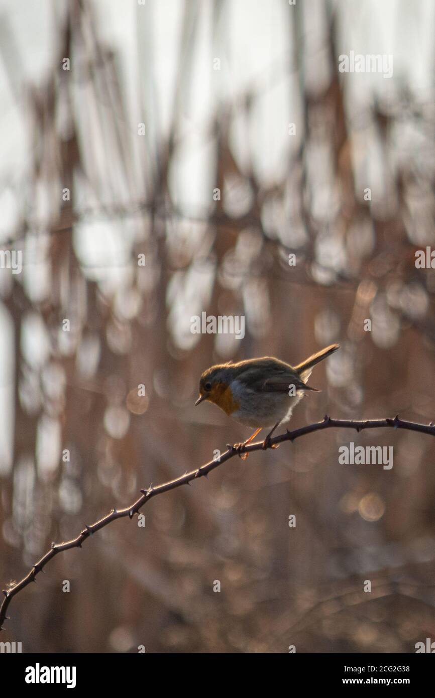 Robin appollaiato su un ramo in una mattina d'autunno, piccolo uccello dei Turdidae (Erithacus rubecula), marrone-oliva nelle parti superiori, rosso-arancio sul fac Foto Stock