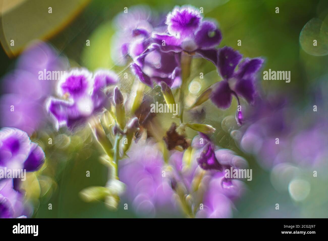 Fiore viola macro artistica Foto Stock