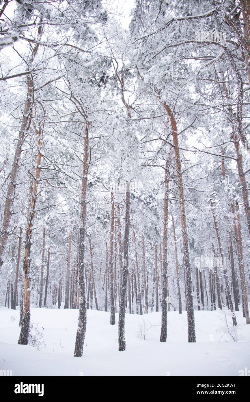 Foresta bianca in inverno, neve fredda Foto Stock