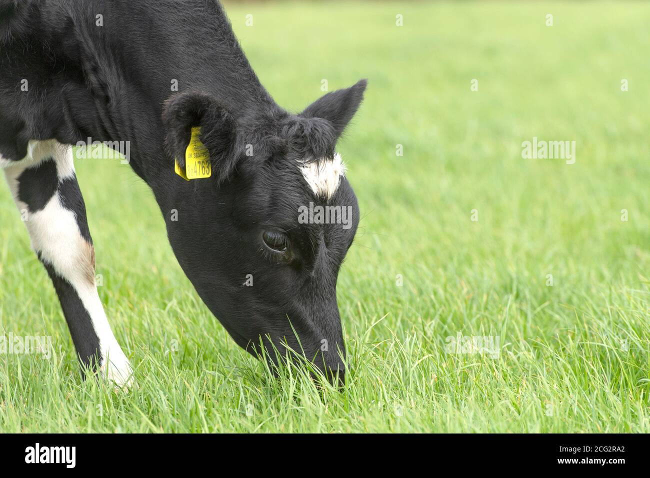 Allevamento delle giovenche friesiane Holstein Foto Stock