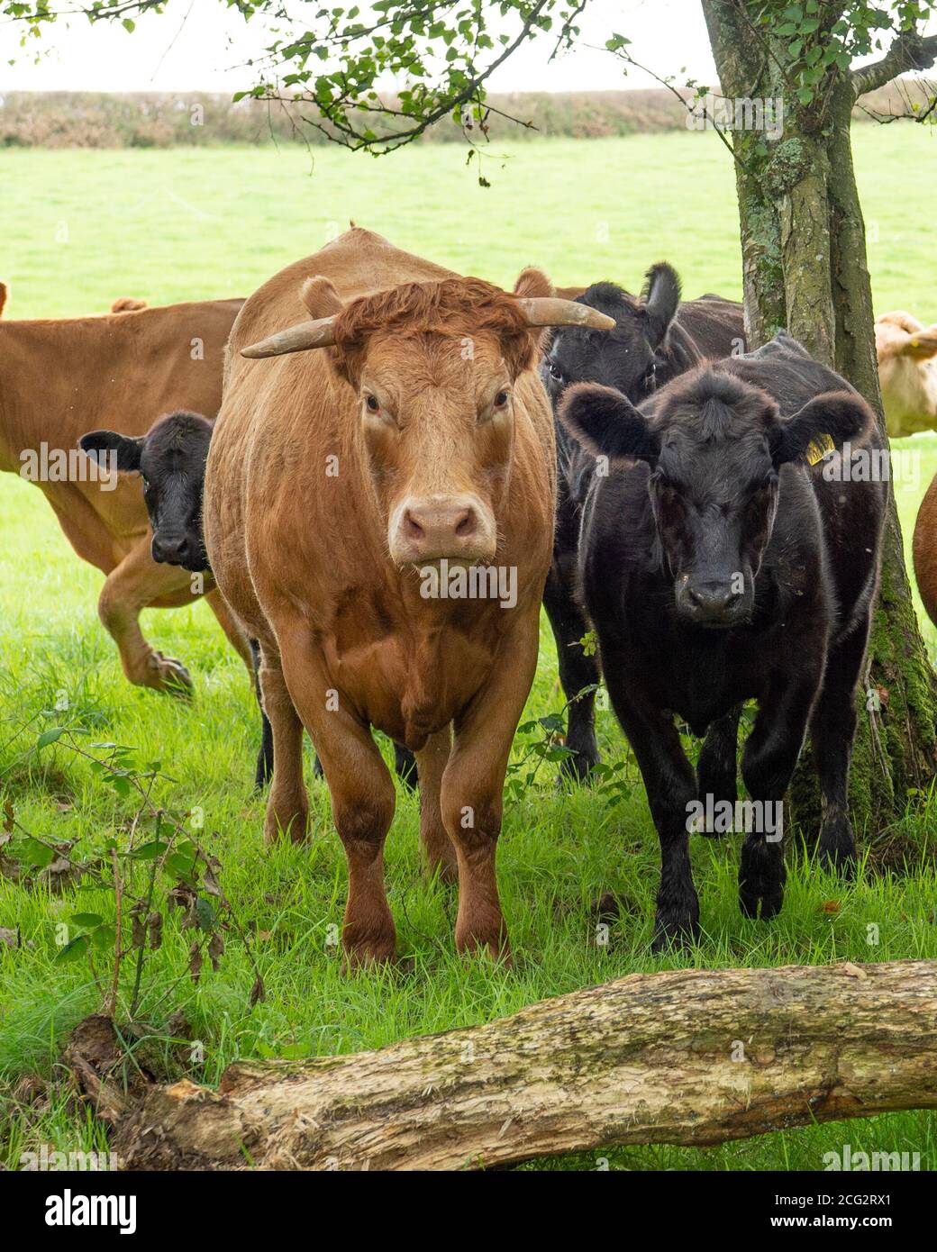 mucche in un campo guardando da vicino la telecamera Foto Stock