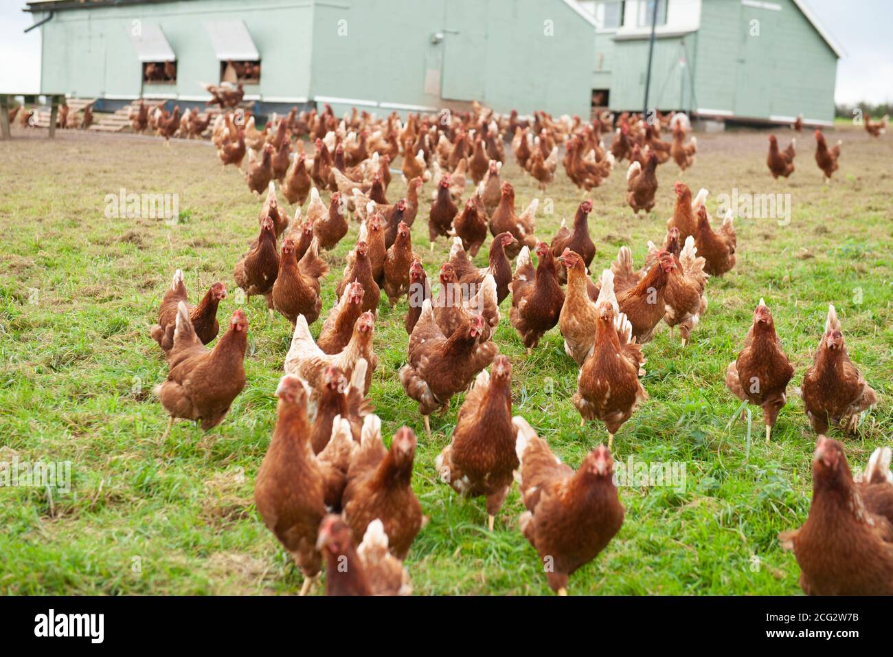 allevamento di pollame biologico a gamma libera commerciale Foto Stock