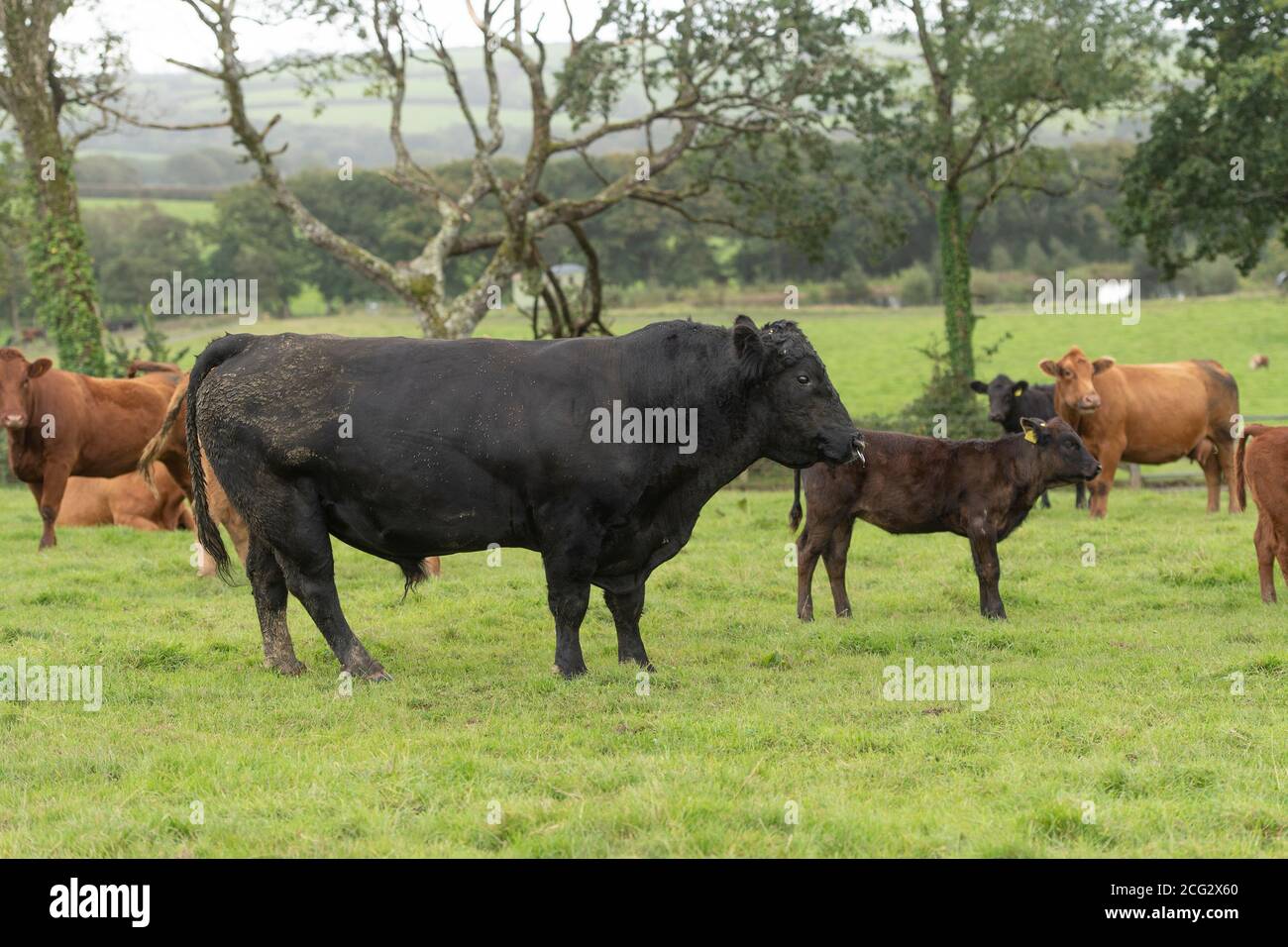 Aberdeen angus bull con mucche e vitelli Foto Stock