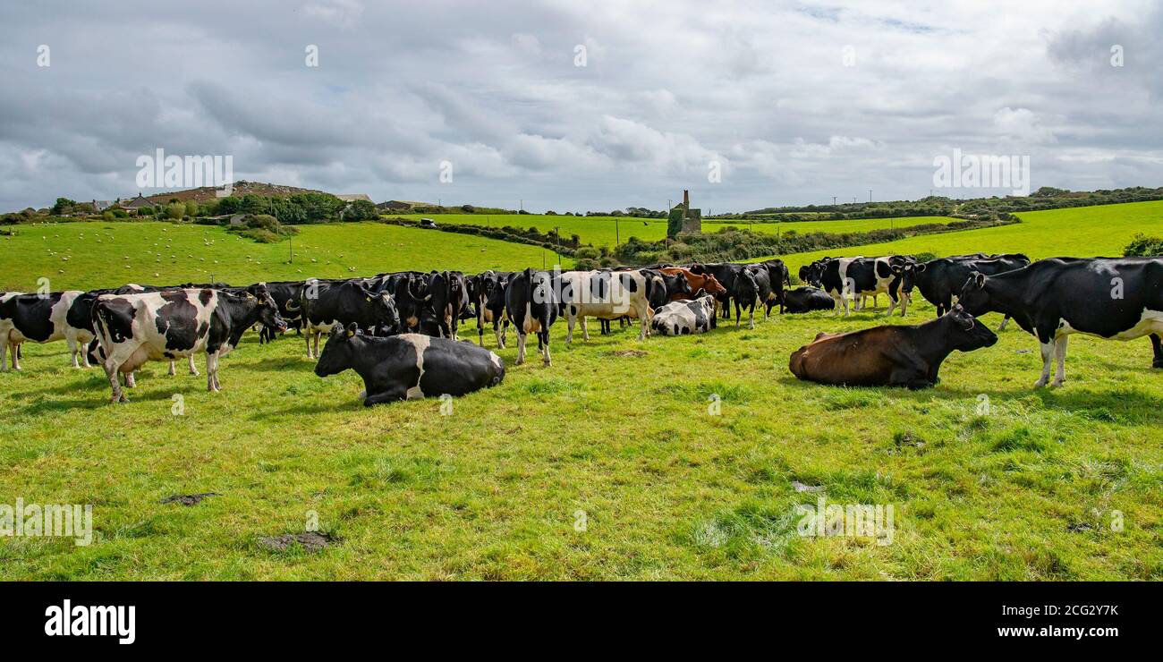 il gregge con la casa motore miniera cornish dietro Foto Stock