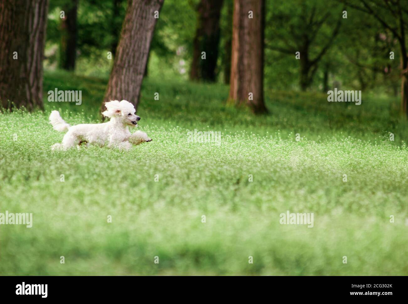 Cane poodle che corre nel parco verde campo Foto Stock