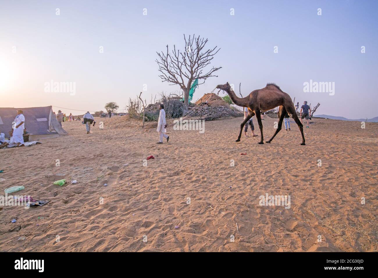 cammello e gestore di cammelli a pushkar rajasthan india Foto Stock