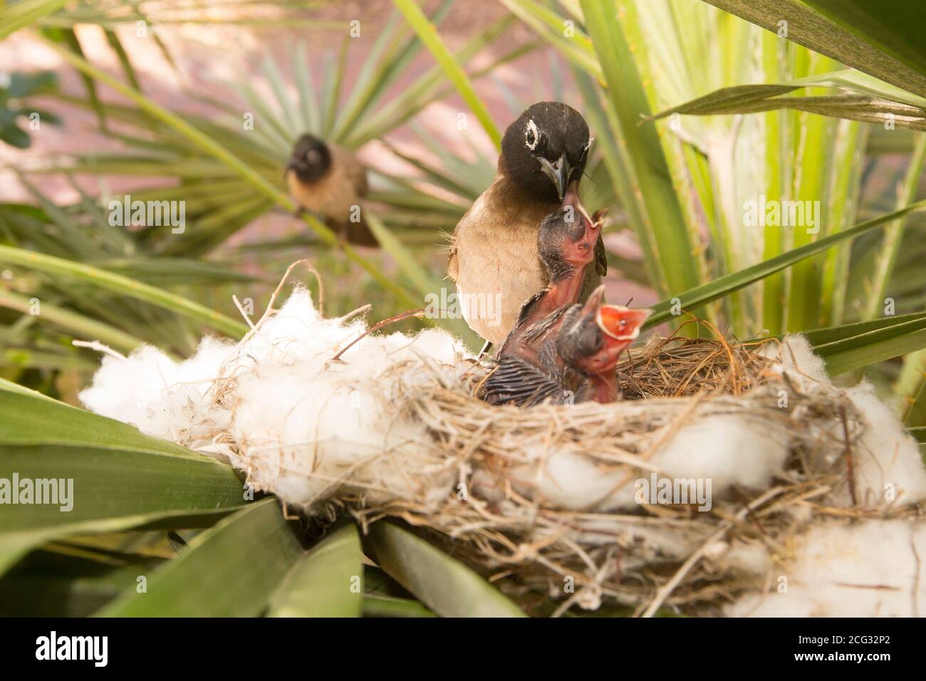 Due Hatchlings in un nido essendo nutriti dal loro genitore Bulbul (Pycnonotus xantopygos) fotografato in Israele a maggio Foto Stock