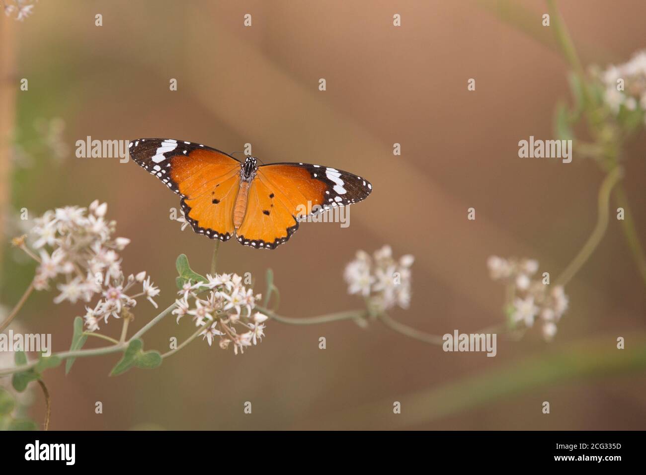 Tigre pianura (Danaus chrysippus) AKA African Monarch Butterfly su un fiore fotografato in Israele, nel mese di luglio Foto Stock