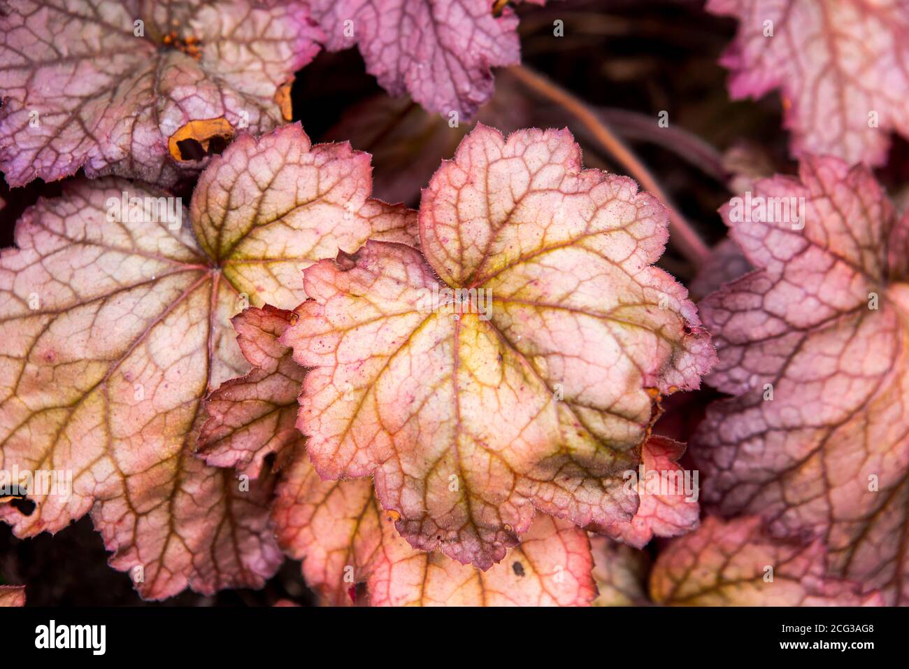 Primo piano di foglie di autunno Foto Stock