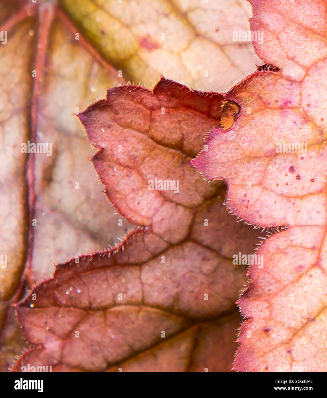 Primo piano di foglie di autunno Foto Stock