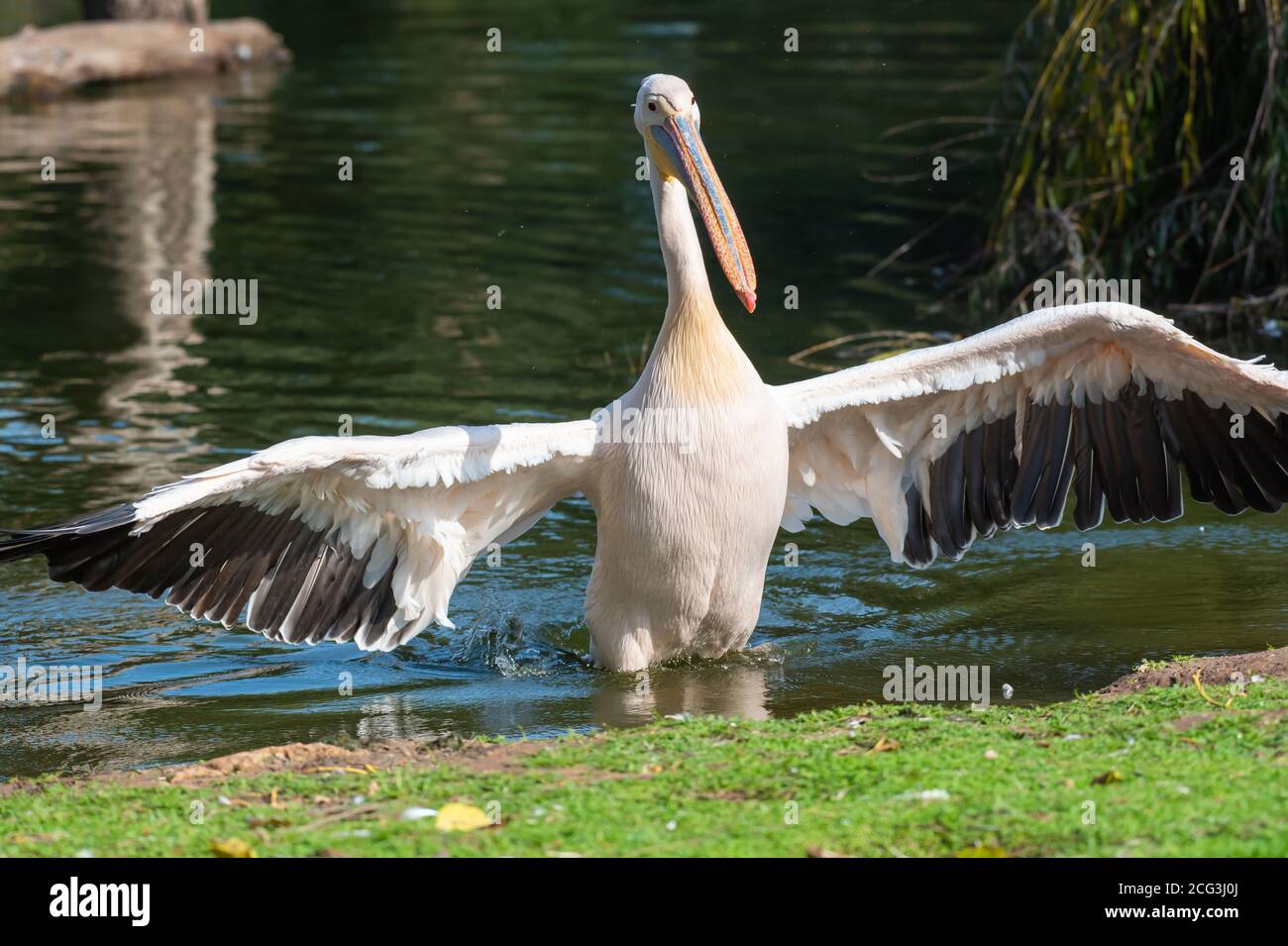 Primo piano di un Pelican in un lago Foto Stock