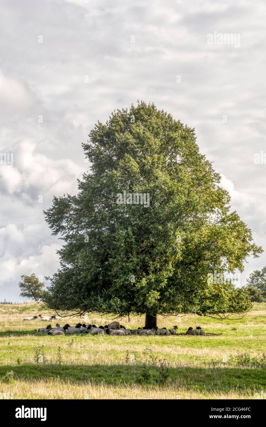 Pecore che riparano all'ombra sotto un albero nel parco di Norfolk. Foto Stock