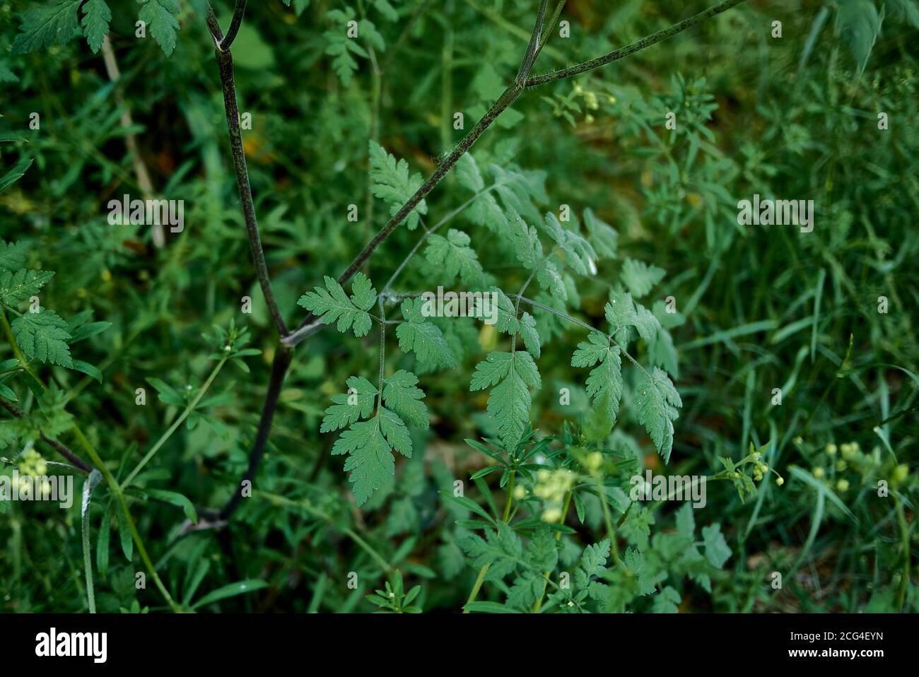 Foglie di temolo di Chaerophyllum e infiorescenza bianca Foto Stock