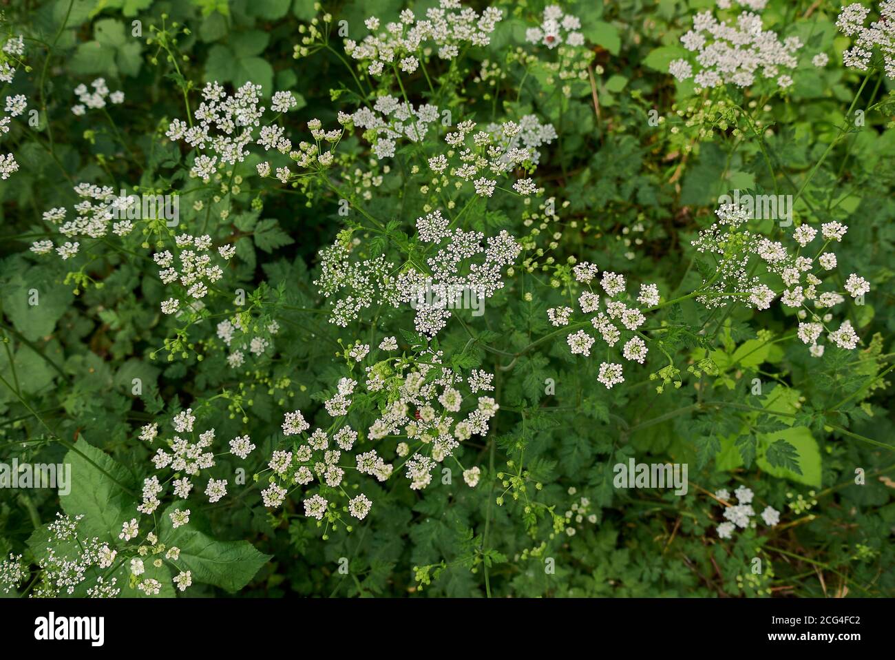 Foglie di temolo di Chaerophyllum e infiorescenza bianca Foto Stock