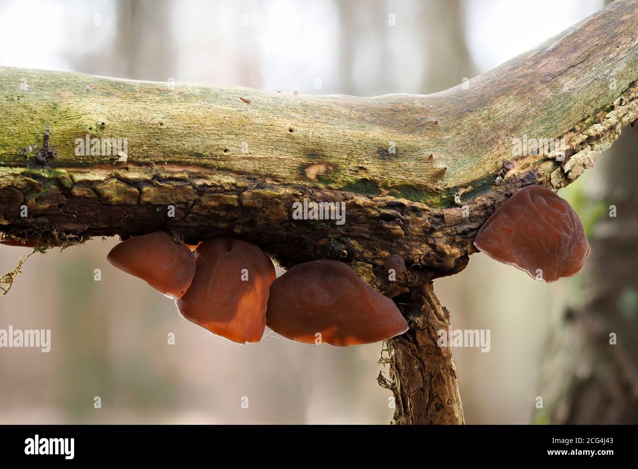 L'orecchio della gelatina (Auricularia auricula-judae) è un fungo commestibile Foto Stock