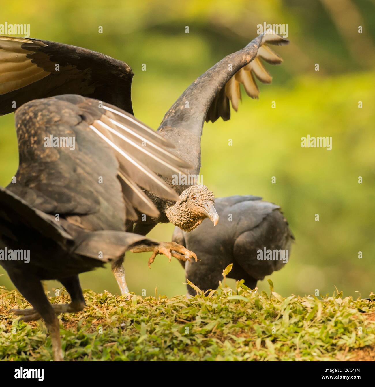 Avvoltoi neri americani che alimentano, Costa Rica Foto Stock