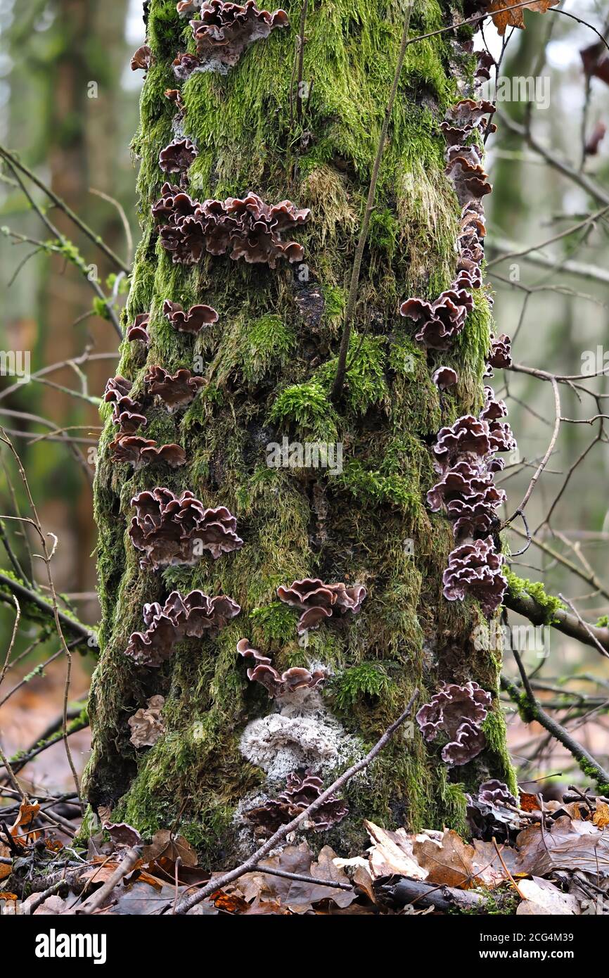 Il Fungo delle foglie di Silverleaf (Chondrostereum purpurpureum) Foto Stock