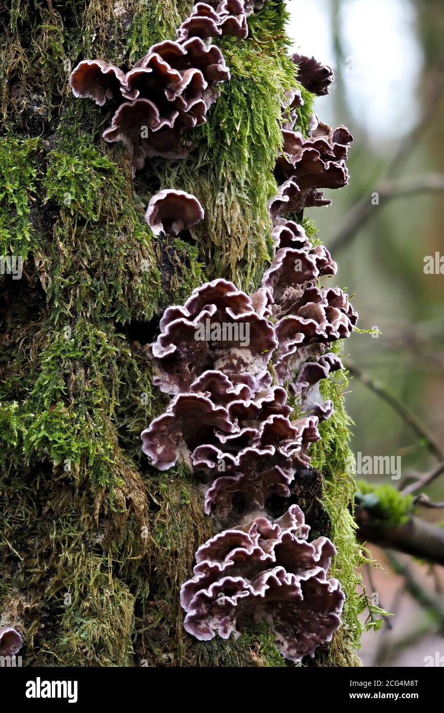 Il Fungo delle foglie di Silverleaf (Chondrostereum purpurpureum) Foto Stock