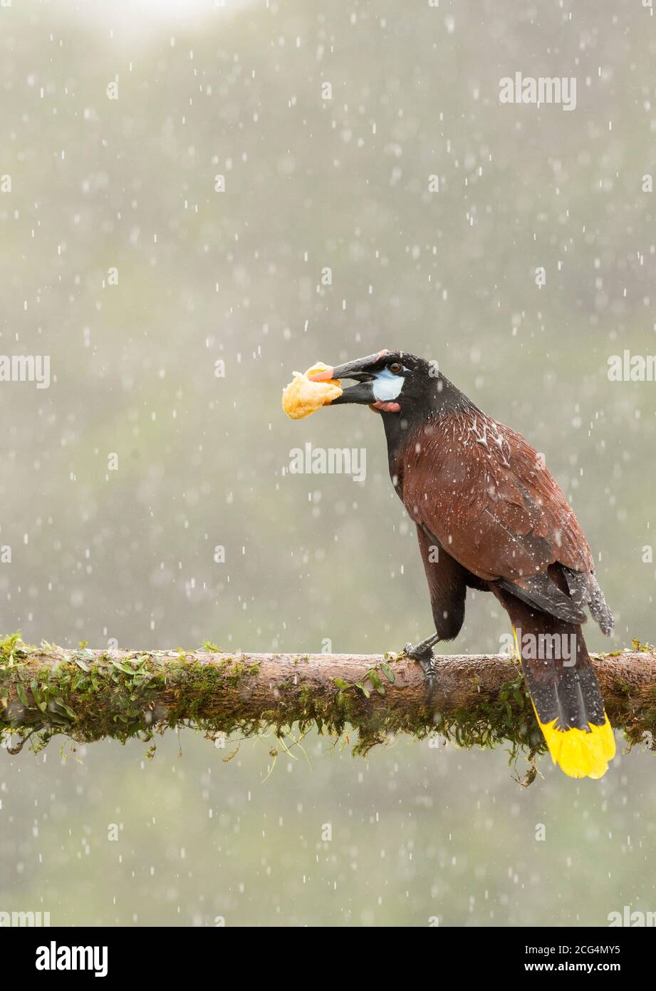 Montezuma oropendola in pioggia tropicale - Costa Rica Foto Stock